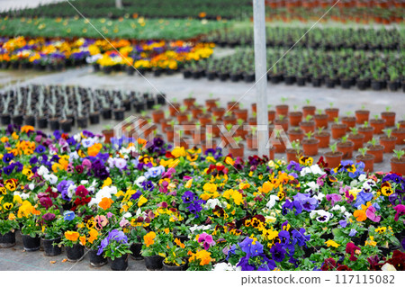 Bloomy flowers pansies growing in greenhouse Bloomy flowers pansies growing in greenhouse 117115082
