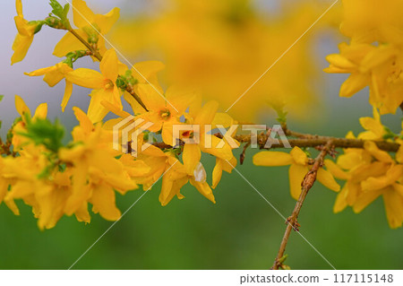 Forsythia 117115148