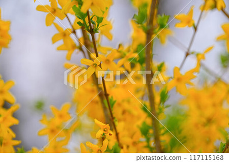 Forsythia 117115168