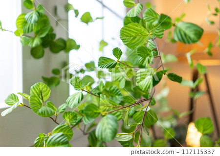 Fake green 117115337