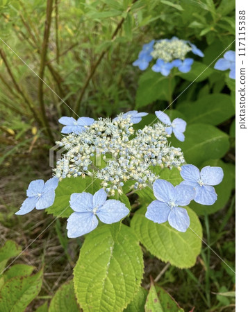 Hydrangea flowers blooming at Tenjindai in Tanigawa-dake, July Hydrangea flowers blooming at Tenjindai in Tanigawa-dake, July 117115388
