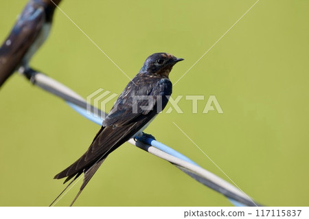 燕子/燕子日本 燕子/燕子日本 117115837