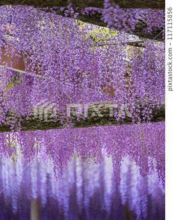 Tennoagawa公園的紫藤 Tennoagawa公園的紫藤 117115856