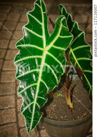 Aocasia amazonica Aocasia amazonica 117116007