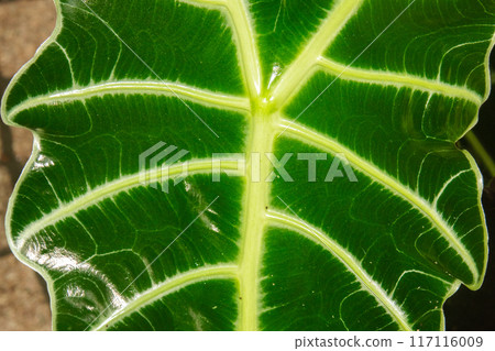 Aocasia amazonica Aocasia amazonica 117116009