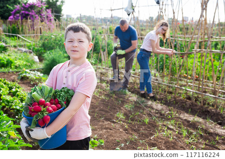 Boy posing in garden with harvested vegetables Boy posing in garden with harvested vegetables 117116224