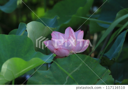 Lotus flower pattern in the morning Lotus flower pattern in the morning 117116510