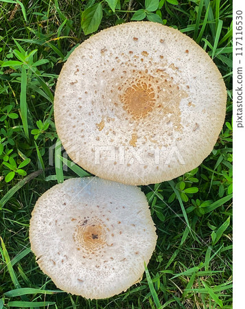 巨大的白色卡拉卡佐竹 巨大的白色卡拉卡佐竹 117116530