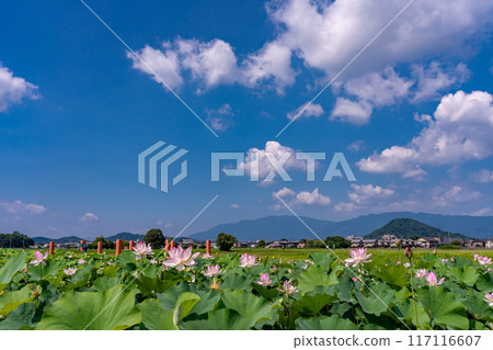 Kashihara City, Nara Prefecture, Fujiwara Palace ruins in midsummer, lotus flowers blooming with Mount Unebi in the background Kashihara City, Nara Prefecture, Fujiwara Palace ruins in midsummer, lotus flowers blooming with Mount Unebi in the background 117116607