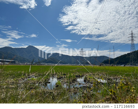 福井縣武生稻田風光 117116693