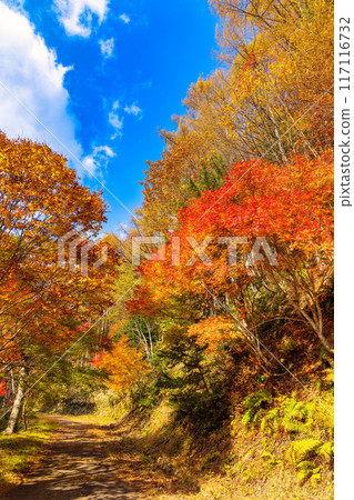 Seseragi山谷（11月紅葉） 117116732