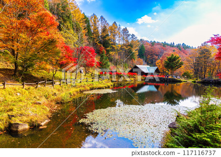 Seseragi山谷(11月紅葉) Seseragi山谷(11月紅葉) 117116737