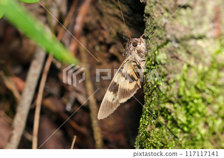 A moth hides on the moss-covered trunks of a sawtooth oak forest (natural light + strobe, macro close-up) A moth hides on the moss-covered trunks of a sawtooth oak forest (natural light + strobe, macro close-up) 117117141