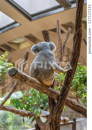 Koala looking in the opposite direction 117117241