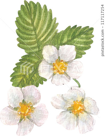 Strawberry dessert with food and drink watercolor png icon Strawberry dessert with food and drink watercolor png icon 117117254