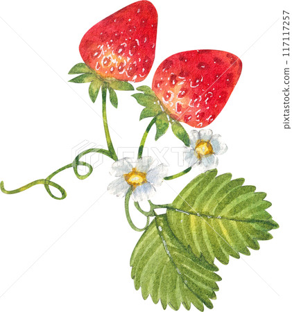 Strawberry dessert with food and drink watercolor png icon Strawberry dessert with food and drink watercolor png icon 117117257