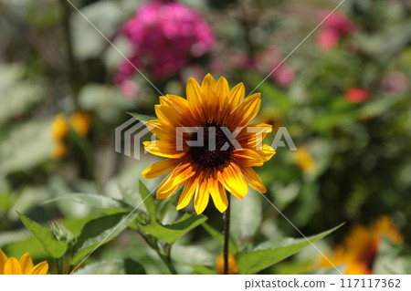 Sunflower ① 117117362