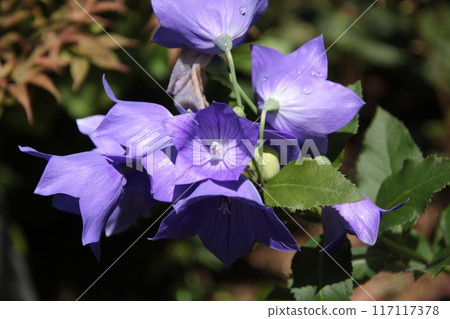 Purple bellflower 117117378