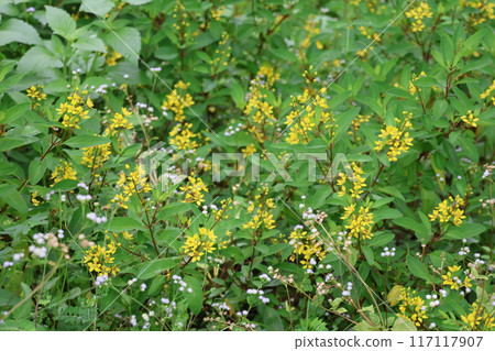 Park scenery with yellow petaled vine flowers blooming among green leaves Park scenery with yellow petaled vine flowers blooming among green leaves 117117907