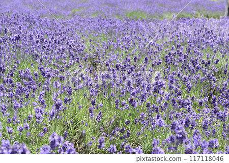 Tanbara薰衣草公園 Tanbara薰衣草公園 117118046