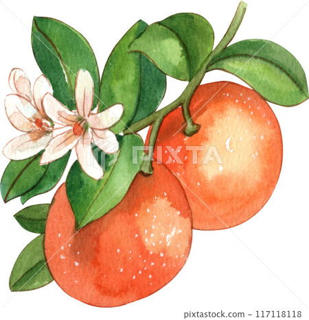 Orange story sweet watercolor png icon Orange story sweet watercolor png icon 117118118