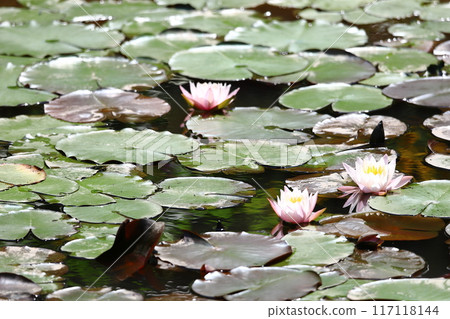 Lotus flowers: Japan's northernmost lotus pond, Kagami-numa lotus Lotus flowers: Japan's northernmost lotus pond, Kagami-numa lotus 117118144