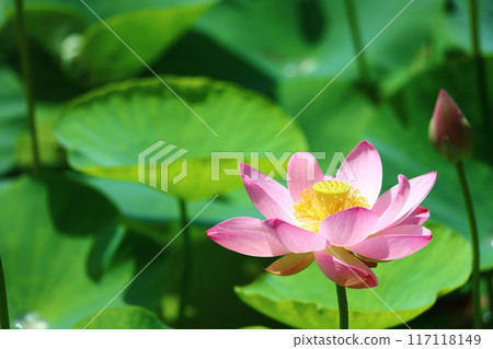 蓮花,鏡沼蓮花,日本最北端的荷花池 蓮花,鏡沼蓮花,日本最北端的荷花池 117118149