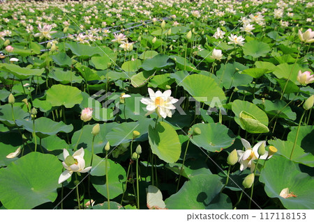 Lotus flowers: Japan's northernmost lotus pond, Kagami-numa lotus 117118153