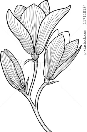 Black line florals png icon Black line florals png icon 117118184