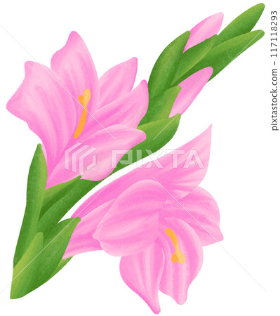Pink Gladiolus is one of the birth flowers for August Pink Gladiolus is one of the birth flowers for August 117118293