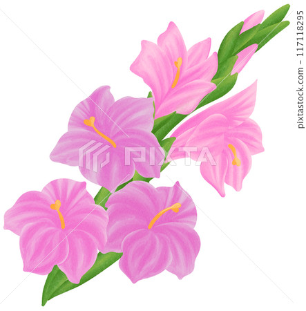 Pink Gladiolus is one of the birth flowers for August 117118295
