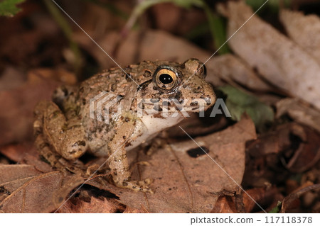 Living creatures, amphibians, marsh frogs, similar to Japanese common frogs. Marsh frogs have white bellies and small warts on their backs. Living creatures, amphibians, marsh frogs, similar to Japanese common frogs. Marsh frogs have white bellies and small warts on their backs. 117118378