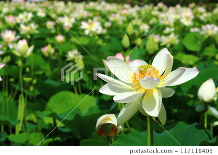 蓮花，鏡沼蓮花，日本最北端的荷花池 117118403