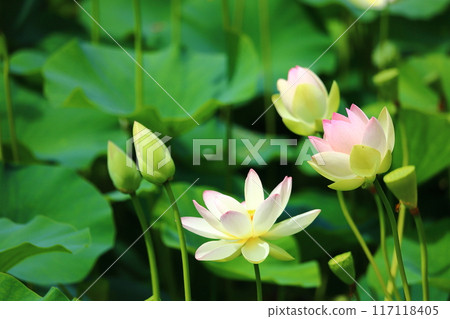 蓮花,鏡沼蓮花,日本最北端的荷花池 蓮花,鏡沼蓮花,日本最北端的荷花池 117118405