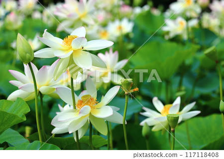 Lotus flowers: Japan's northernmost lotus pond, Kagami-numa lotus Lotus flowers: Japan's northernmost lotus pond, Kagami-numa lotus 117118408