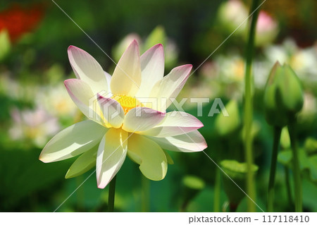 Lotus flowers: Japan's northernmost lotus pond, Kagami-numa lotus Lotus flowers: Japan's northernmost lotus pond, Kagami-numa lotus 117118410