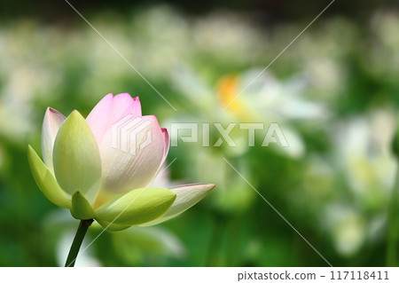 Lotus flowers: Japan's northernmost lotus pond, Kagami-numa lotus 117118411