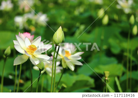 Lotus flowers: Japan's northernmost lotus pond, Kagami-numa lotus 117118416