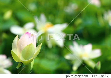Lotus flowers: Japan's northernmost lotus pond, Kagami-numa lotus Lotus flowers: Japan's northernmost lotus pond, Kagami-numa lotus 117118417