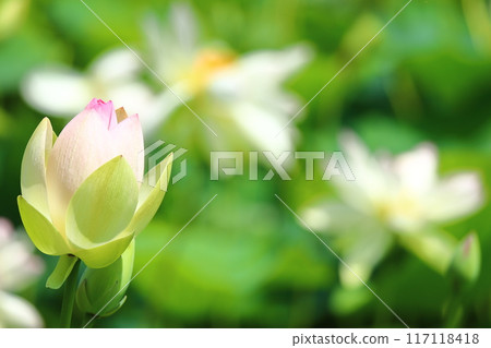 Lotus flowers: Japan's northernmost lotus pond, Kagami-numa lotus Lotus flowers: Japan's northernmost lotus pond, Kagami-numa lotus 117118418