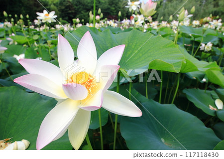 Lotus flowers: Japan's northernmost lotus pond, Kagami-numa lotus 117118430