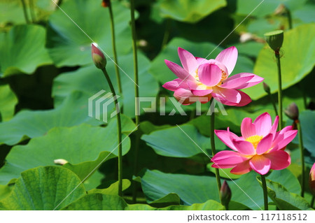 Lotus flowers: Japan's northernmost lotus pond, Kagami-numa lotus 117118512
