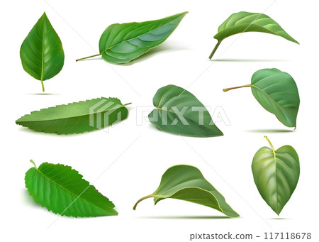 Green leaf. Isolated different spring tree plants, eco forest nature set, bio herbs for herbal garden, stem. Forest or garden birch poplar and willow foliage. Realistic vector illustration 117118678
