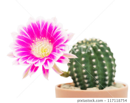 Pink Bolivia Cactus Flower in Terracotta Pot on White Background - Perfect for Home Decor and Botanical Studies 117118754