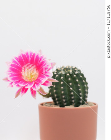 Pink Bolivia Cactus Flower in Terracotta Pot on White Background - Perfect for Home Decor and Botanical Studies Pink Bolivia Cactus Flower in Terracotta Pot on White Background - Perfect for Home Decor and Botanical Studies 117118756