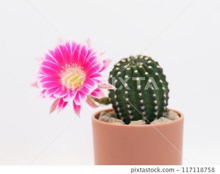 Pink Bolivia Cactus Flower in Terracotta Pot on White Background - Perfect for Home Decor and Botanical Studies Pink Bolivia Cactus Flower in Terracotta Pot on White Background - Perfect for Home Decor and Botanical Studies 117118758