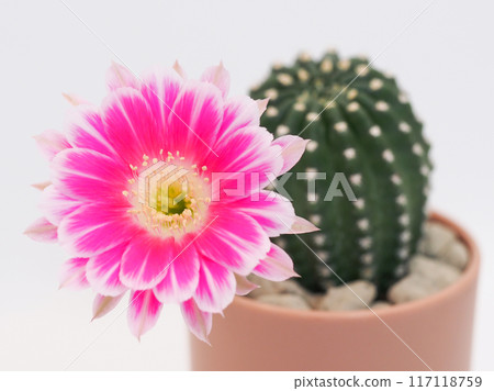 Pink Bolivia Cactus Flower in Terracotta Pot on White Background - Perfect for Home Decor and Botanical Studies Pink Bolivia Cactus Flower in Terracotta Pot on White Background - Perfect for Home Decor and Botanical Studies 117118759