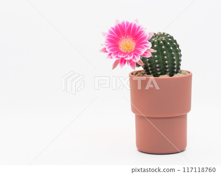 Pink Bolivia Cactus Flower in Terracotta Pot on White Background - Perfect for Home Decor and Botanical Studies Pink Bolivia Cactus Flower in Terracotta Pot on White Background - Perfect for Home Decor and Botanical Studies 117118760