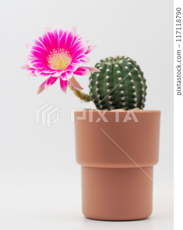 Pink Bolivia Cactus Flower in Terracotta Pot on White Background - Perfect for Home Decor and Botanical Studies 117118790