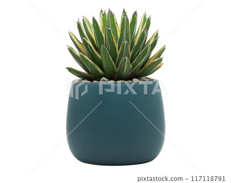 Green Succulent Plant, Queen victoria agave, in Blue Ceramic Pot - Ideal for Modern Home Decor and Office Spaces Green Succulent Plant, Queen victoria agave, in Blue Ceramic Pot - Ideal for Modern Home Decor and Office Spaces 117118791